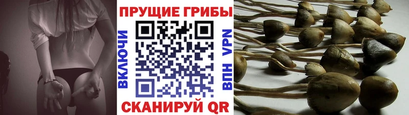 Купить закладки  Лесозаводск  Галлюциногенные грибы прущие грибы 
